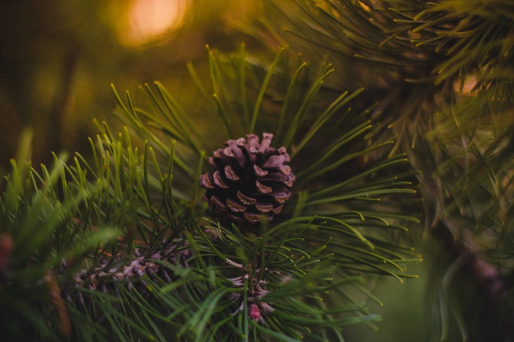 Church Office Hours for Christmas / New Years